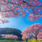 河津桜