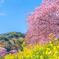 河津桜