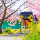 河津桜