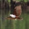 久々の鳥撮影