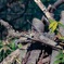 市民の森（さいたま市）りすの家にて