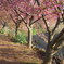P1200338　桜と川辺の散歩道