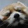 うつらうつら