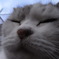 neko