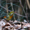 チョットお洒落な異方鳥