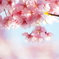 河津桜
