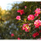 Camellia japonica