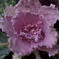 APO65TEST2