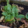 APO65TEST3