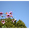 Tree Dahlia