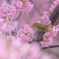 河津桜に包まれて