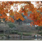 Pond and autumn tint