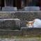 神社の猫1