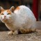 神社の猫2