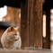 神社の猫3