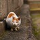 神社の猫4