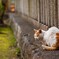 神社の猫5