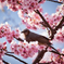 河津桜とムクドリ4
