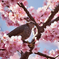 河津桜とムクドリ5