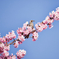 河津桜とムクドリ7