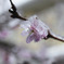 雪と桜