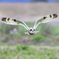 コミミズク飛ぶ②