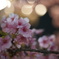 スカイツリー下の河津桜