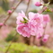 河津桜