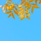 カイノキ