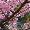 桜と石橋（縮景園）