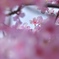 雨上りの桜輝く！