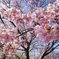 河津桜