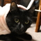 黒猫っと