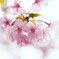 2020河津桜