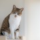 Love cat