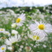 ヒメジョオン2 2009 PowerShot A70