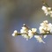 梅の花