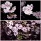 早咲き夜桜