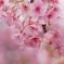 河津桜