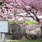 淀水路の河津桜