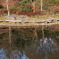 １２月１２日昭和記念公園