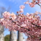 ノリタケの森　春の香りと青空