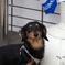 Dog in front of store