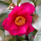 Full color flower