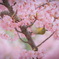 河津桜とメジロ