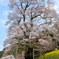 見上げる桜