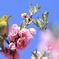 春の息吹