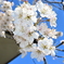 春の訪れ ~桜の花~