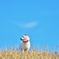 春の風