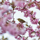 メジロと河津桜